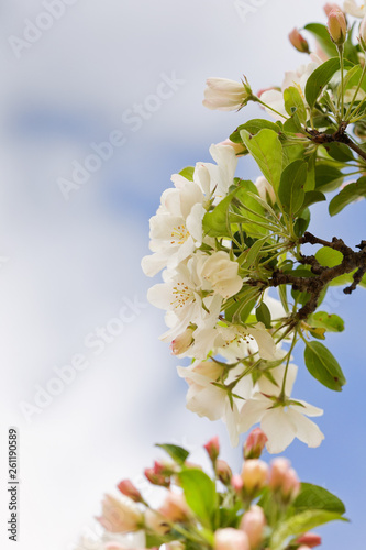Boughs of apple blossoms against a spring sky with white cloud negatvie space to the left