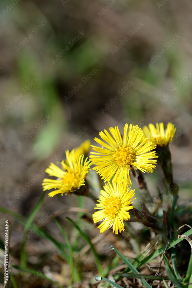 Coltsfoot flowers (Tussilago Farfara) in spring forest on a sunny day Coltsfoot flowers (Tussilago Farfara) in spring forest on a sunny day