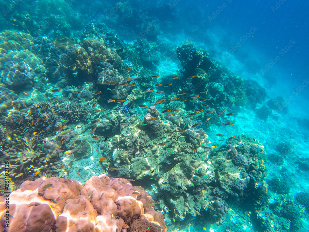 Fototapeta premium beautiful coral in diving spot Surin island