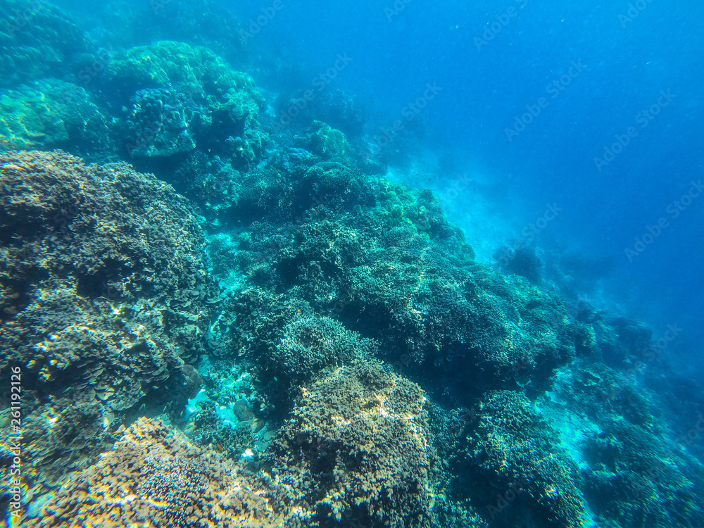 Naklejka premium piękny koralowiec w miejscu do nurkowania na wyspie Surin