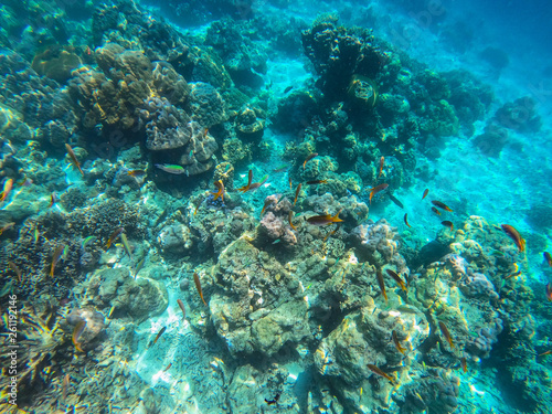 Fototapeta Naklejka Na Ścianę i Meble -  beautiful coral in diving spot Surin island