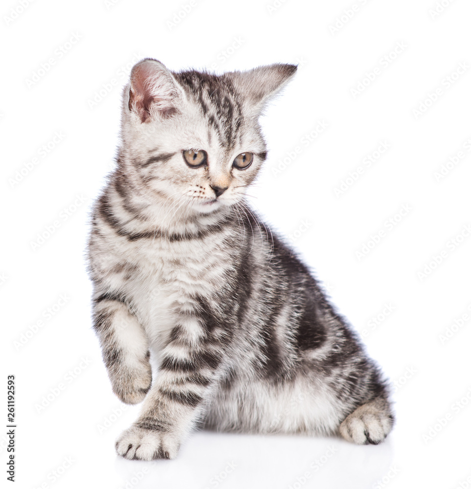 Scottish tabby kitten looking away. isolated on white background