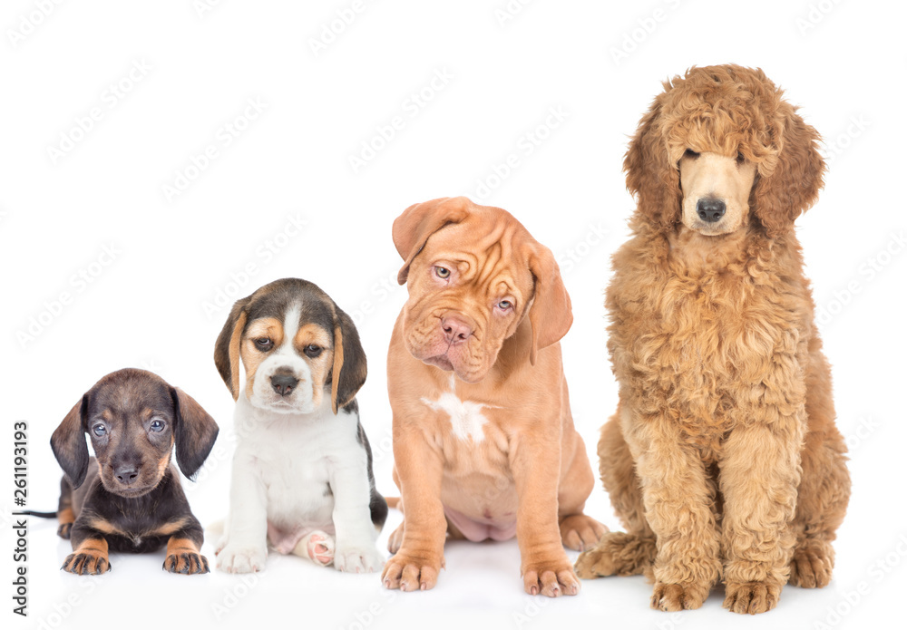 Group of dogs of different breeds sit together in front view. Isolated on white background