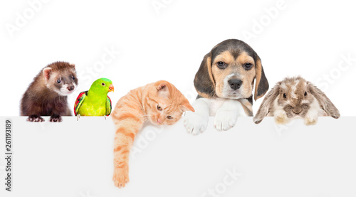 Fototapeta Naklejka Na Ścianę i Meble -  Large group of pets  over empty white banner. isolated on white background. Empty space for text