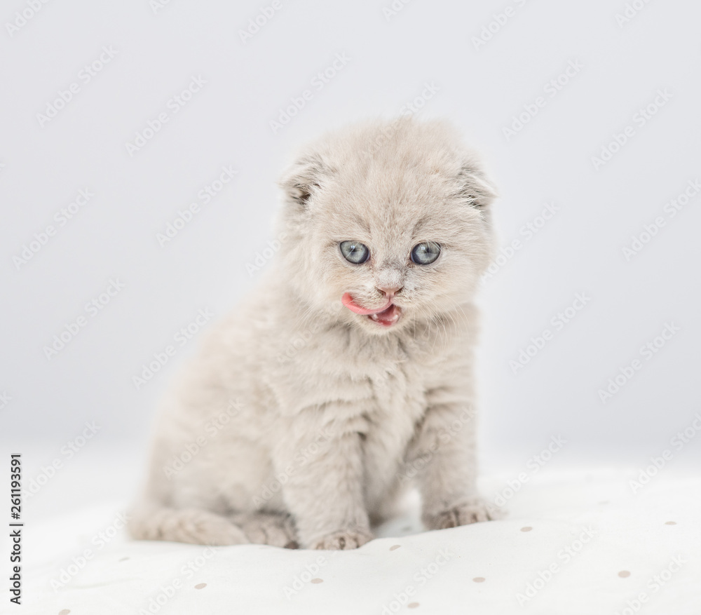 Baby kitten licking lips on the bed at home