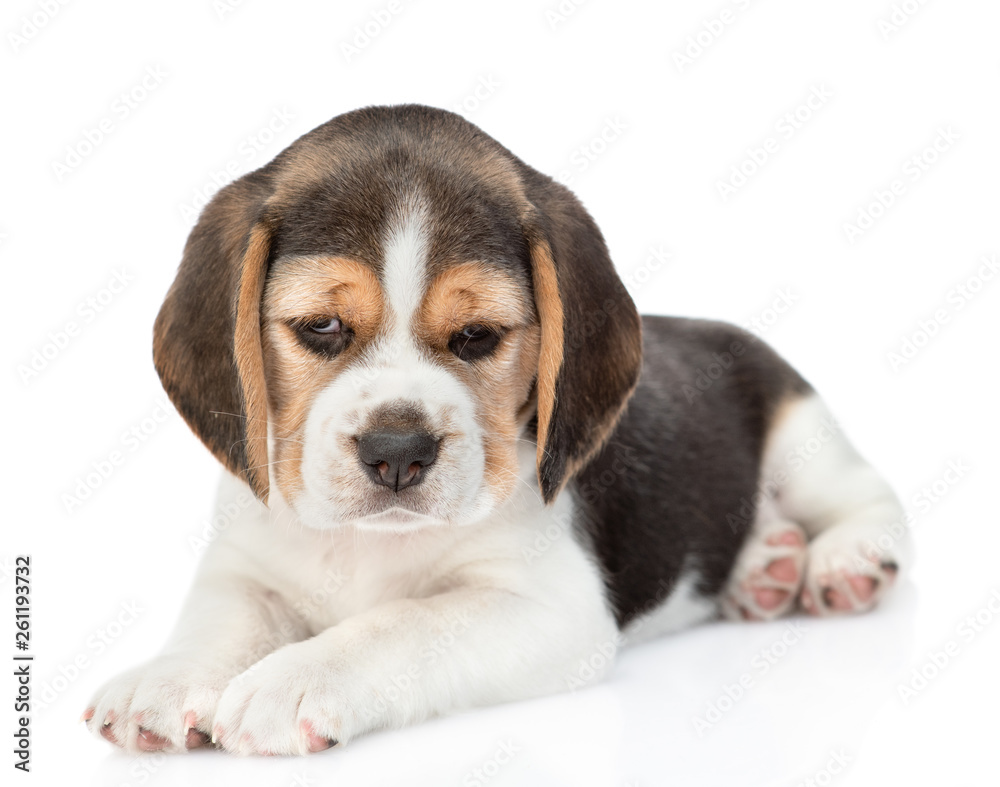Little beagle puppy lying at looking at camera. isolated on white background