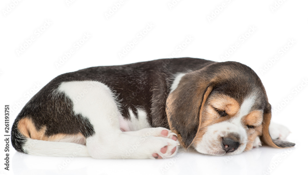 Beagle puppy sleeping in side view.  isolated on white background