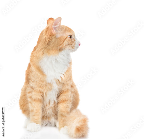 Adult red cat looking away. isolated on white background
