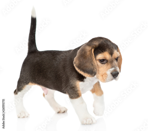 Walking beagle puppy. Isolated on white background