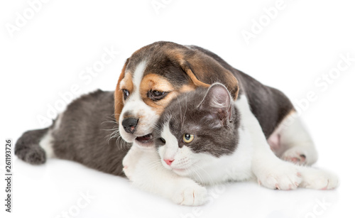 Beagle puppy chews cat's ear and embracing his. isolated on white background