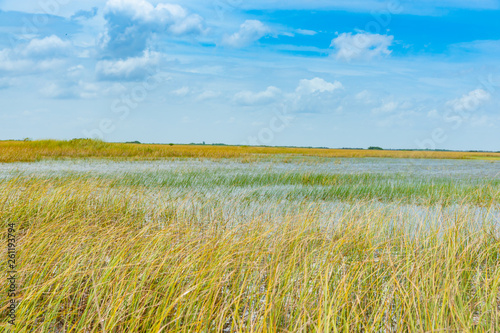 Wide reed covered flat wetlands of Florida everglades