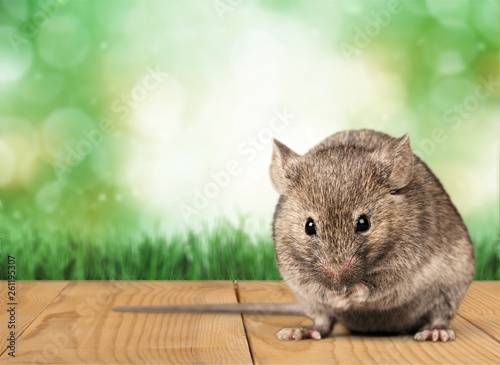 Gray small cute mouse on wooden background