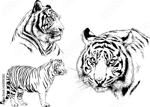 set of vector drawings on the theme of predators tigers are drawn by hand with ink tattoo logos 