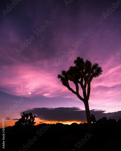 Joshua Tree at Sunset