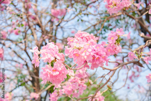 Pink flower Chompoo Pantip blossom in Thailand  , Thai sakura with sweet background , Background © witsanu