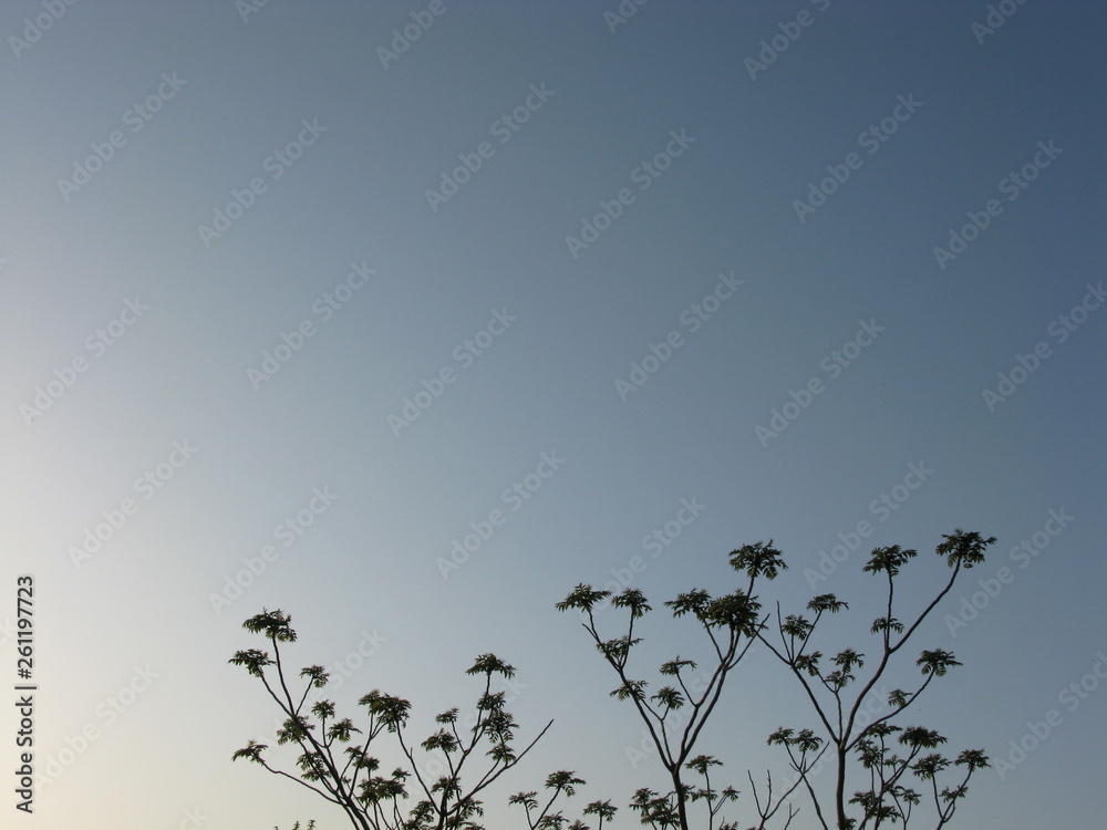 Fototapeta premium 夕焼けの花