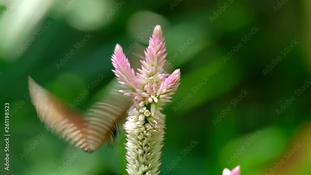 Slow motion of Butterfly finding food and flying around flower Slow motion of Butterfly finding food and flying around flower