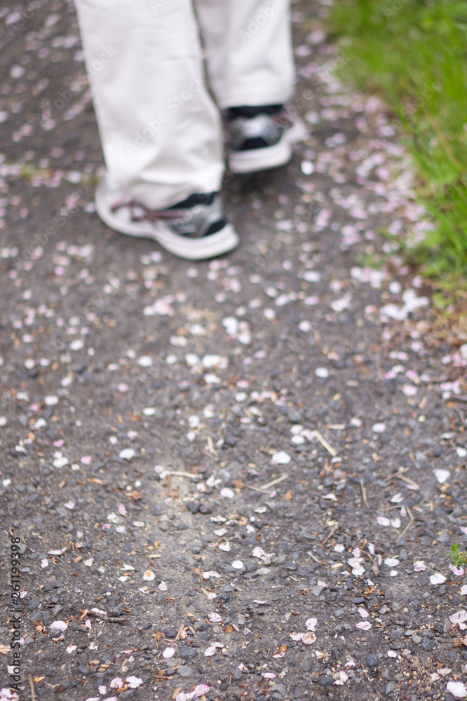 桜散る道 桜散る道
