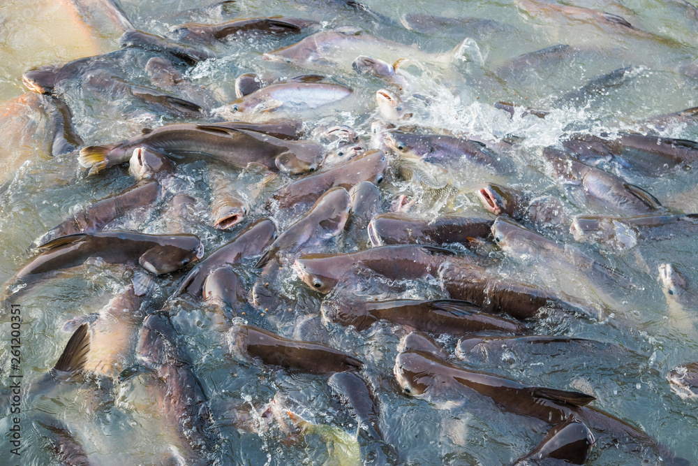 Water Splashing,Fish in the river Water Splashing,Fish in the river