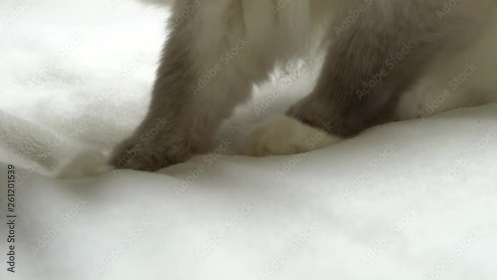 Cat kneading a fluffy blanket. Extremely fuzzy ragdoll breed cat with
