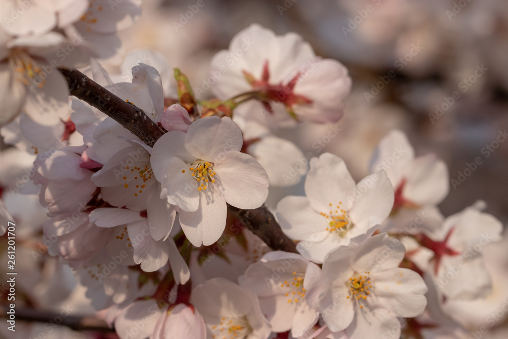 桜の花　東京都多摩市乞田川