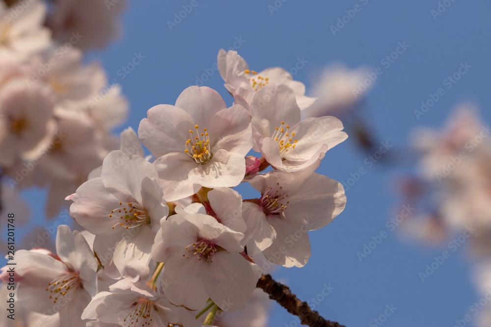 桜の花 東京都多摩市乞田川 桜の花 東京都多摩市乞田川
