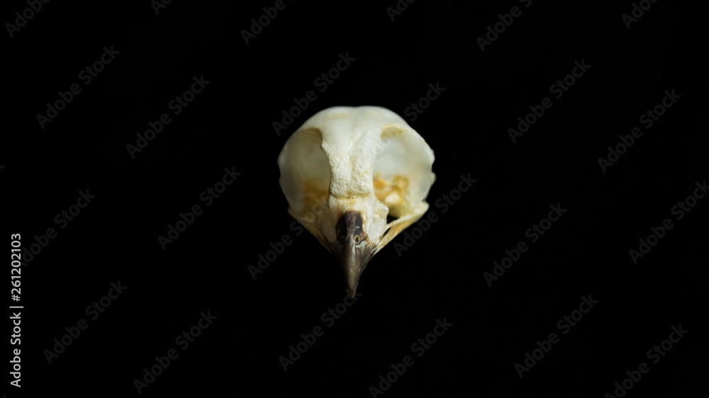 Naklejka premium owl skull taxidermy