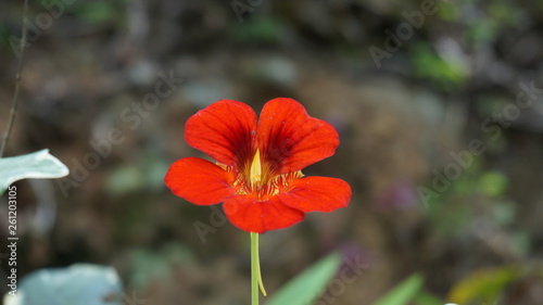 beautifull little red flower in blured green background