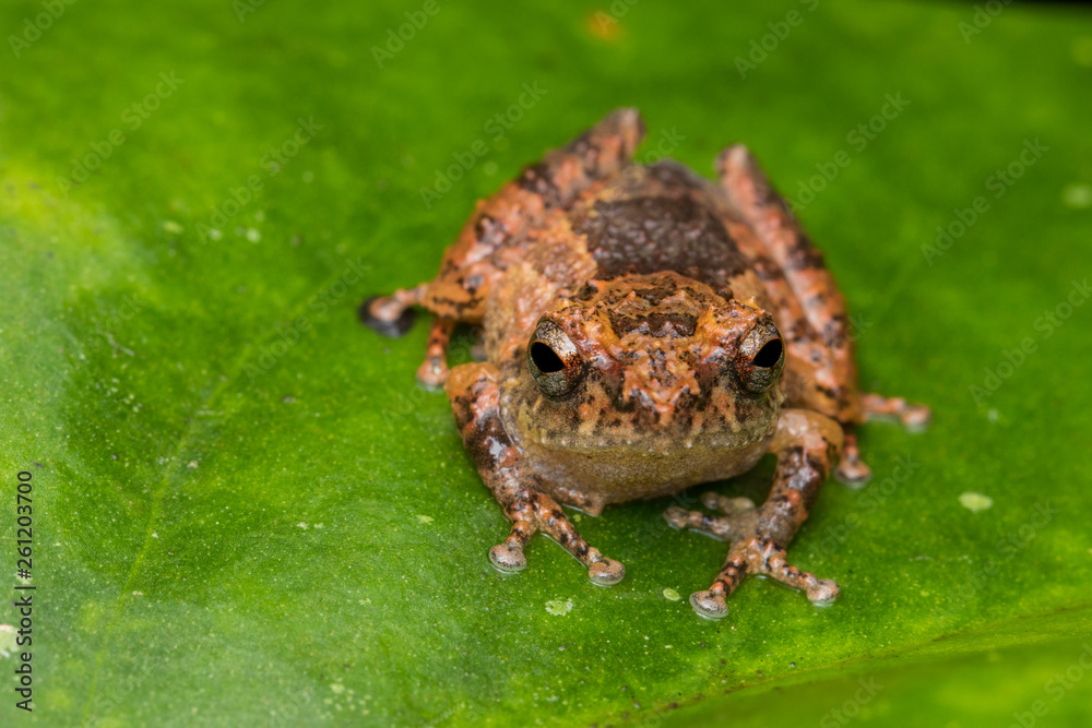 Macro image frog on green leaf in Sabah, Borneo - Philautus Amoenus (Kamboranga Bush frog) Macro image frog on green leaf in Sabah, Borneo - Philautus Amoenus (Kamboranga Bush frog)