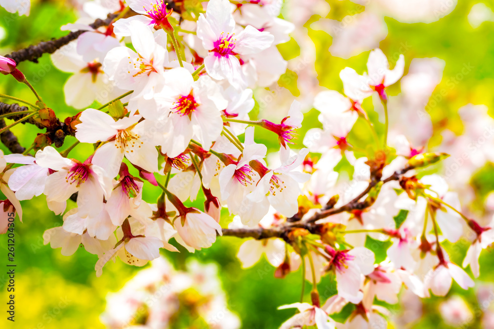 Fototapeta premium 美しく咲き誇る満開のクローズアップの桜と緑バック 背景