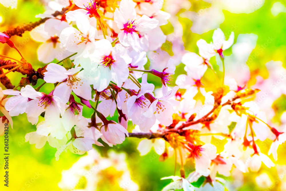 美しく咲き誇る満開のクローズアップの桜をピンク、黄色、赤、オレンジ、紫などカラフルにする 背景 美しく咲き誇る満開のクローズアップの桜をピンク、黄色、赤、オレンジ、紫などカラフルにする 背景