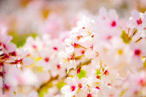 美しく咲き誇る満開のクローズアップの桜　背景 © minianne