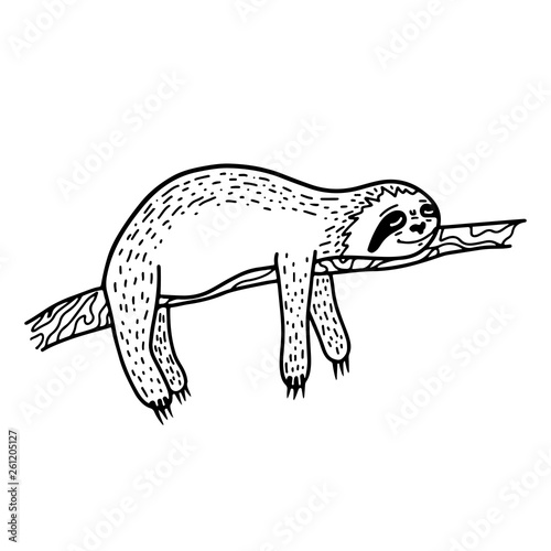 Lazy hand drawn sloth sleeping on a tree branch. Hand drawn, doodle style.