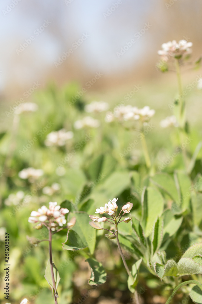 Close up of Capsella bursa-pastoris, known by its common name Shepherd's-purse . Medicinal plant. Close up of Capsella bursa-pastoris, known by its common name Shepherd's-purse . Medicinal plant.