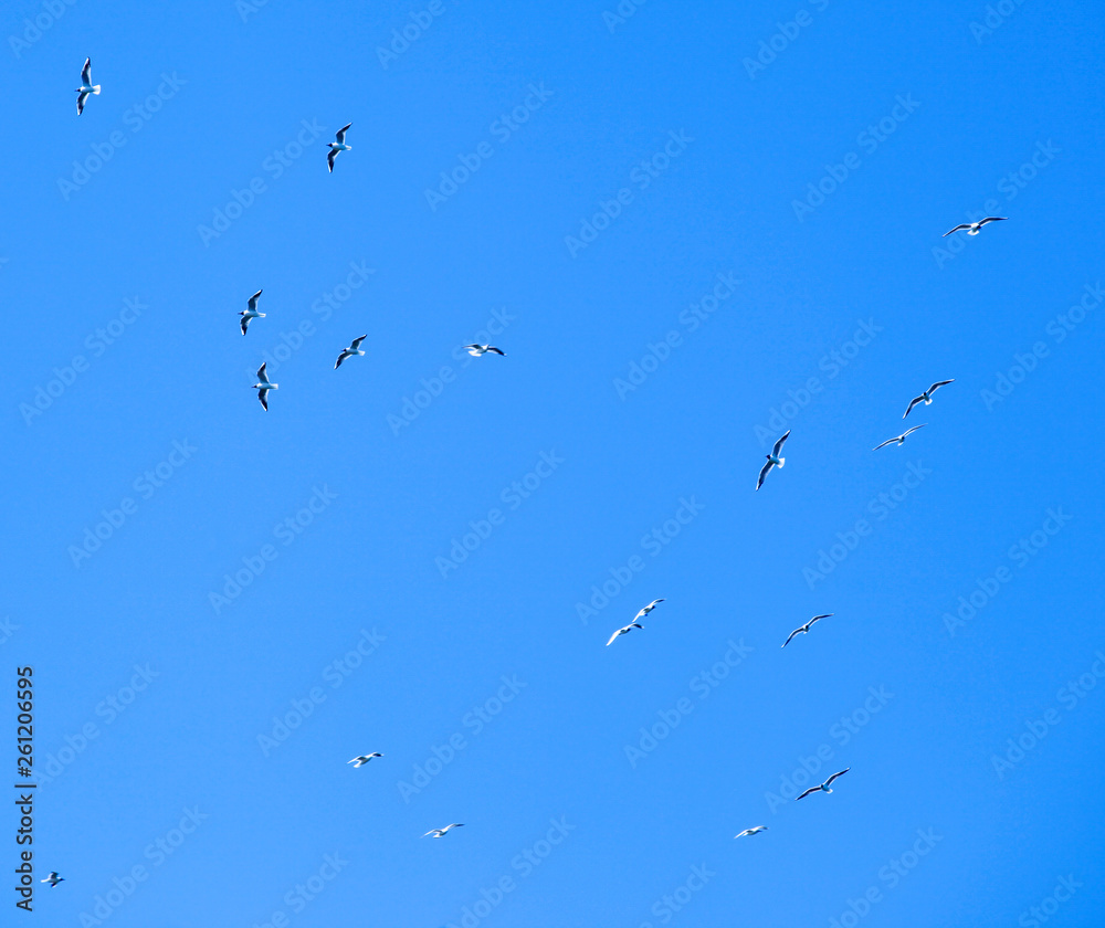 Sandwich Tern Bird Migrate To Warmer Countries Sandwich Tern Bird Migrate To Warmer Countries