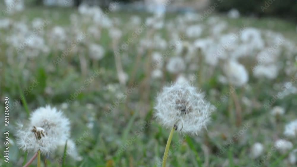 Close up of dandelion flowers in a meadow. Dandelion seeds head, fluffy blow ball. Dandelion seeds blown in the wind pollinate the flower growth. Green Grass in Spring Park. Handhled Shot Close up of dandelion flowers in a meadow. Dandelion seeds head, fluffy blow ball. Dandelion seeds blown in the wind pollinate the flower growth. Green Grass in Spring Park. Handhled Shot