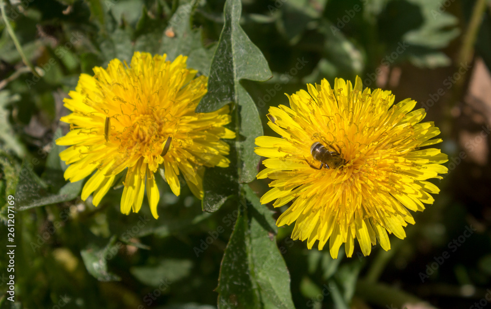 A bee collecting pollen on a yellow dandelion, green grass as a background. A bee collecting pollen on a yellow dandelion, green grass as a background.