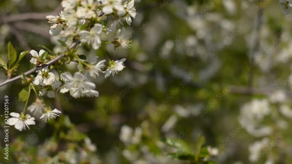 Spring flowers, Cherry blossom at full bloom in Tokyo, Japan