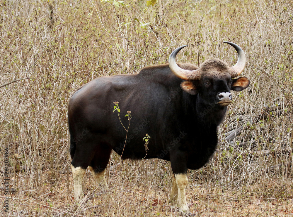 Bull guar, Bos gaurus, Bandipur National Park, Karnataka, India. Bull guar, Bos gaurus, Bandipur National Park, Karnataka, India.