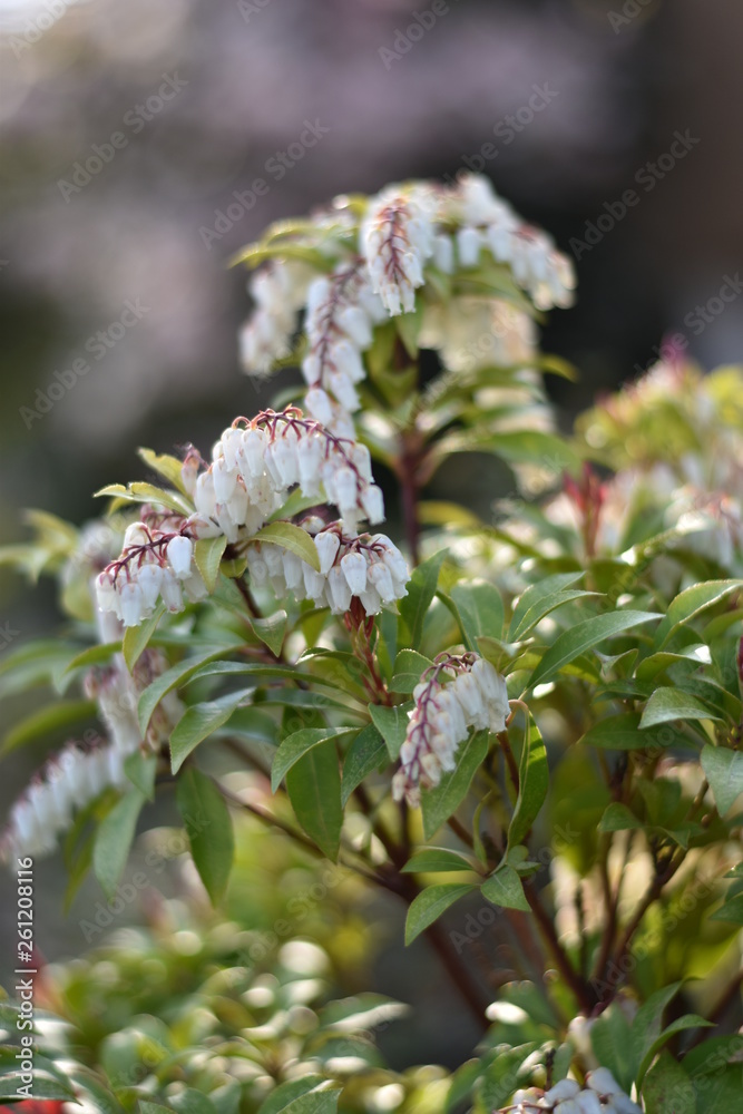 Traubenheide (Leucothoe) Traubenheide (Leucothoe)