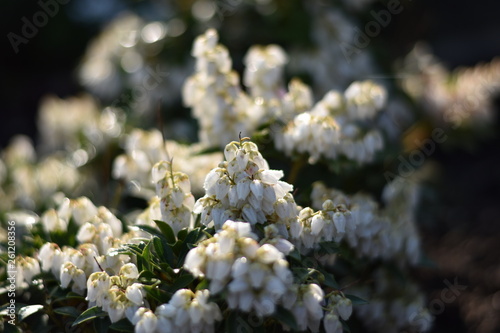 Traubenheide (Leucothoe) photo