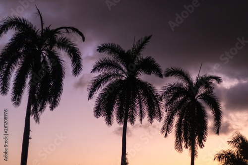 Palm trees at sunset 