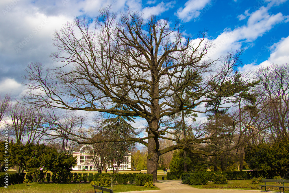 Warsaw, Poland, March 8, 2019: Big treee in the park Lazienki.