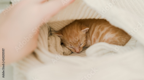 cat sleeping in nest