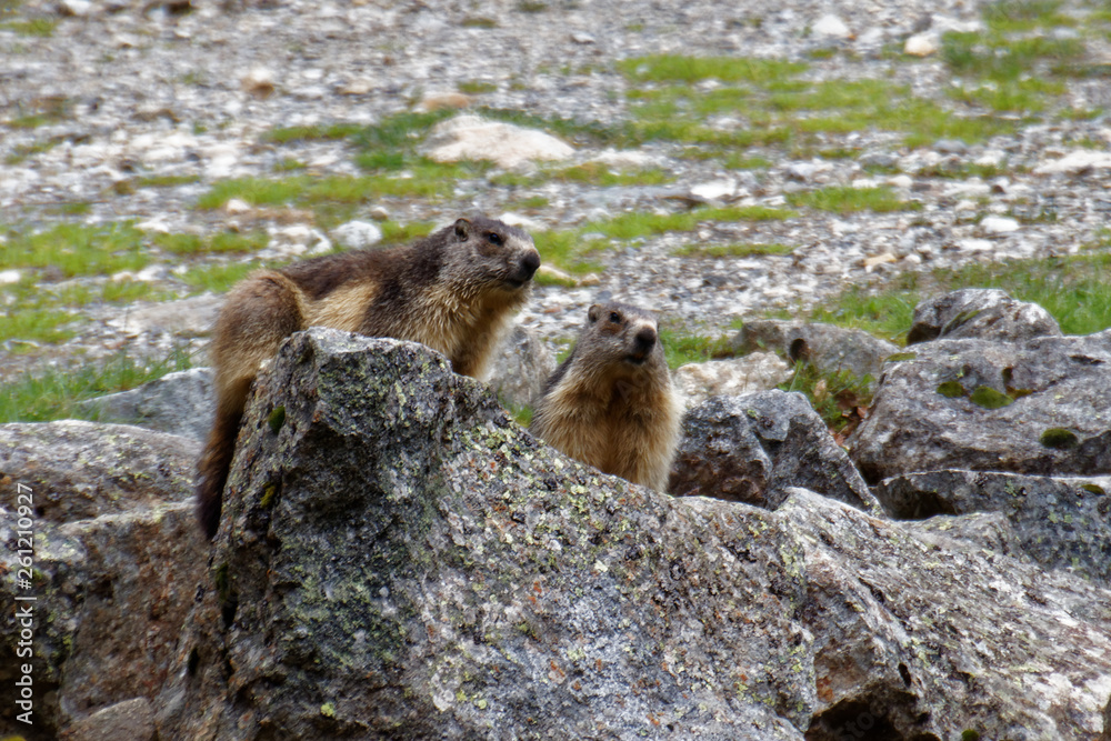 Marmottes de Cauterets Marmottes de Cauterets