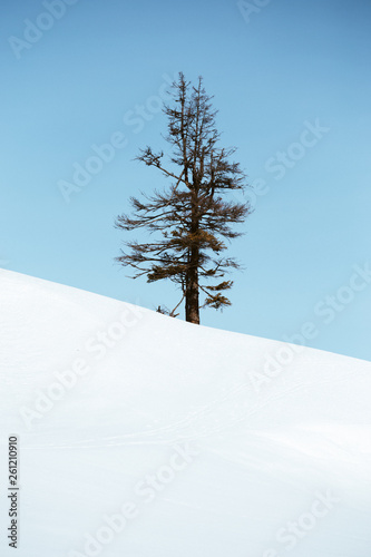 Single tree in frost and landscape in snow against blue sky. Winter scenery. Minimalistic concept. photo