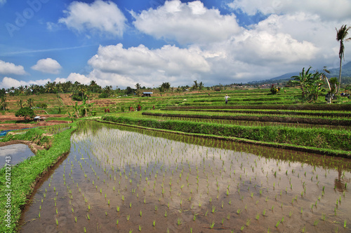 rice terraces  Bali  Indonesia