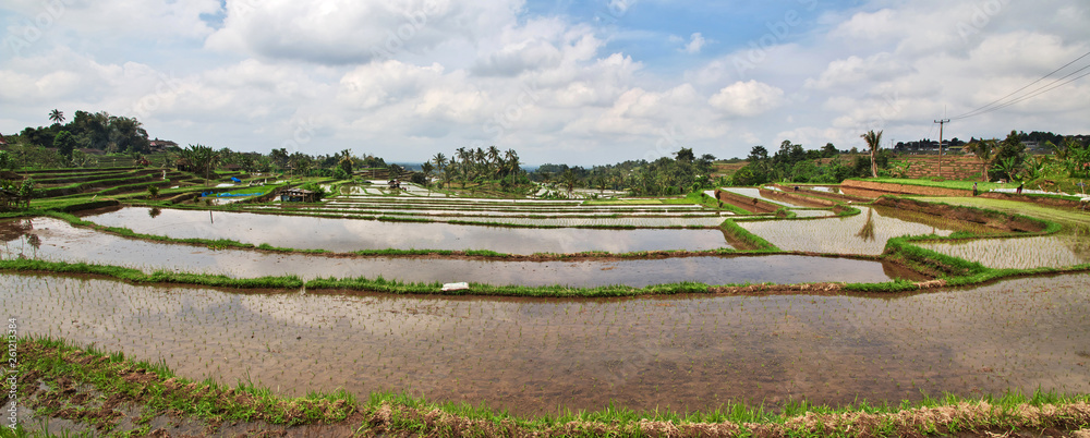 rice terraces, Bali, Indonesia