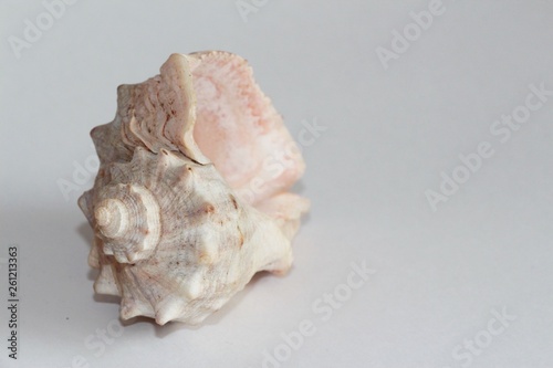 Shell of Rapana venosa, also known as the veined rapa whelk or Asian rapa whelk, on the gray background. Rapana is a species of large predatory sea snail. Sea life, vacation and souvenir concept.