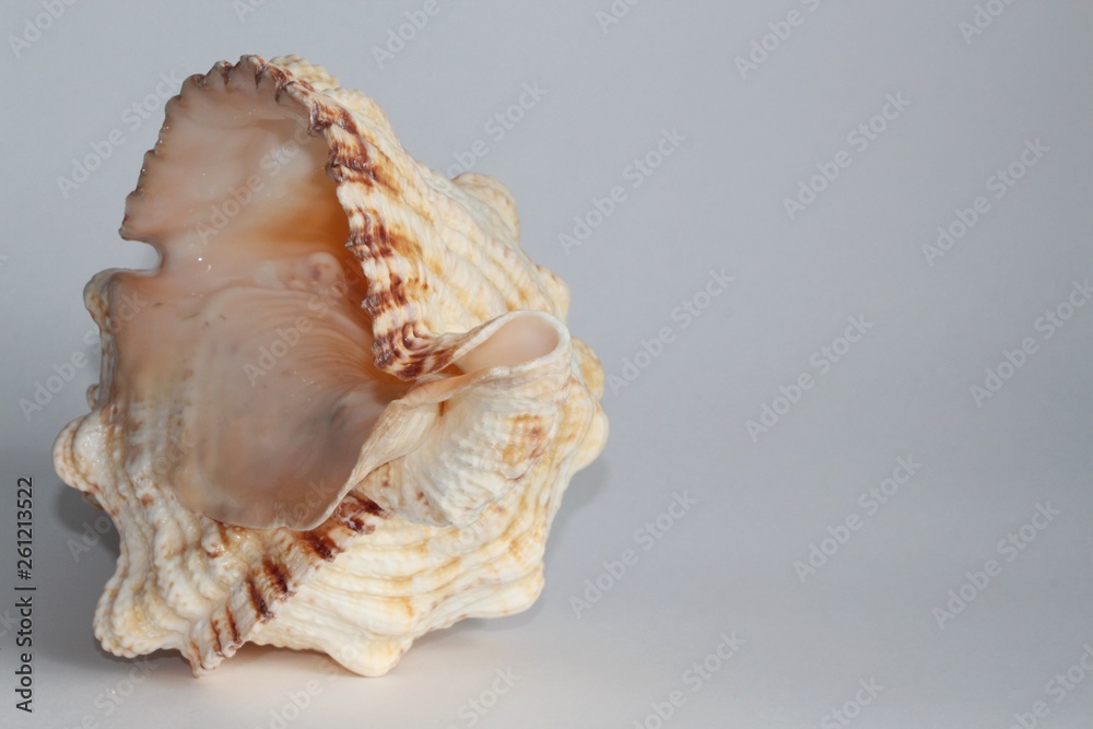 Shell of Tutufa bubo, also known as the giant frog snail or giant frog shell, on the gray background. Tutufa bubo is a species of extremely large sea snail. Sea life, vacation and souvenir concept.
